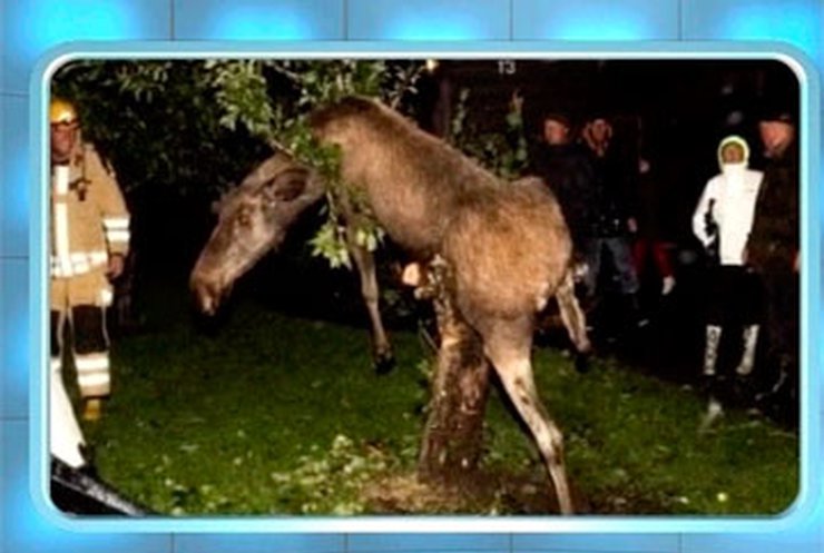 В Швеции опьяневший лось застрял на дереве