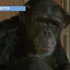 Австрийские подопытные шимпанзе сменили лаборатории на зоопарк