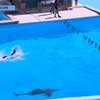 Итальянский пловец тренировался с дельфинами