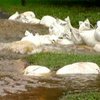 В США трое человек погибли во время наводнения