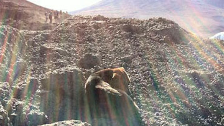 Альпинисты нашли загадочного пса на вершине Килиманджаро