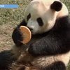 В Китае панды отмечают День Влюбленных