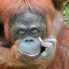 Малайзийского орангутана хотят отучить от курения сигарет