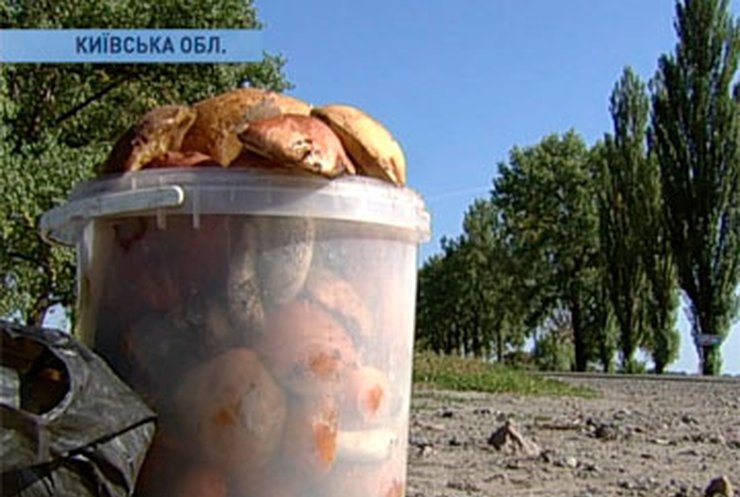 На этой неделе "откроются" леса около Переяслава-Хмельницкого