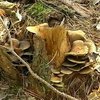 На Херсонщине не будут продавать дикорастущие грибы