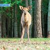 В Житомирской области восстанавливают популяцию оленей и кабанов