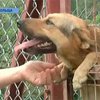 Польский парламент принял закон об охране животных