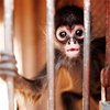 Милиционеры спасли цирковую обезьянку в Киеве