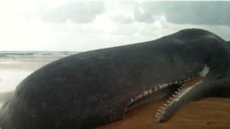 На пляже Новой Зеландии нашли 15-метрового мертвого кита