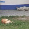 В Ужгороде массово травят бездомных собак