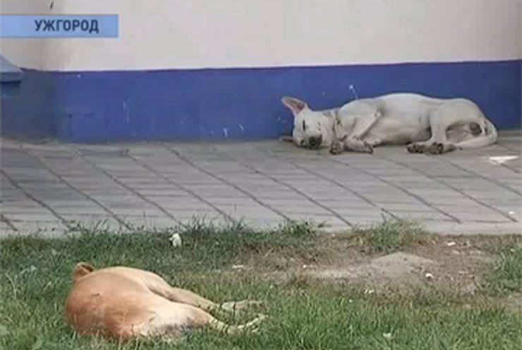 В Ужгороде массово травят бездомных собак