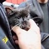 В Швеции провели операцию по спасению котенка