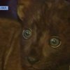 Детсад в зоопарке  - в Бердянске родились львенок и леопарденок