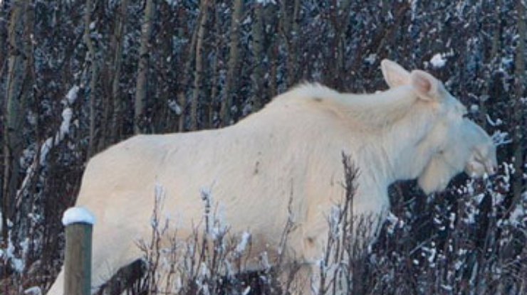 Шведский охотник убил редкого лося белого цвета