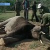 В Кении массово переселяют слонов