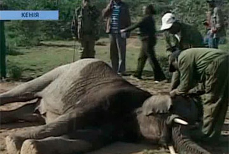 В Кении массово переселяют слонов