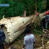 В Непале разбился туристический самолет