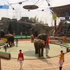 В Китае открылись спортивные игры для животных