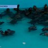 Мексиканские дети выпустили в море четыре тысячи оливковых черепах