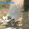 На Прикарпатье массово гибнет рыба