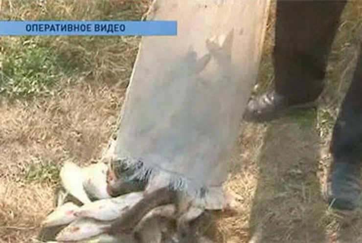 На Прикарпатье массово гибнет рыба
