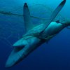 Браконьерские сети погубили 3 тысячи акул