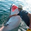 Калифорнийские серферы спасли травмированную акулу