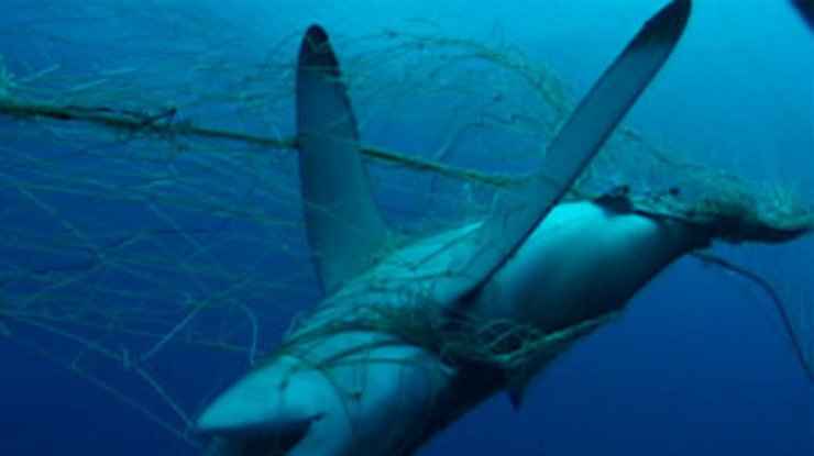 Браконьерские сети погубили 3 тысячи акул