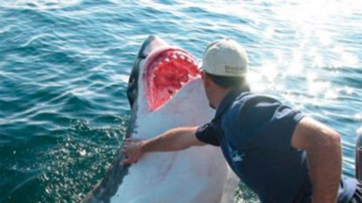 Калифорнийские серферы спасли травмированную акулу