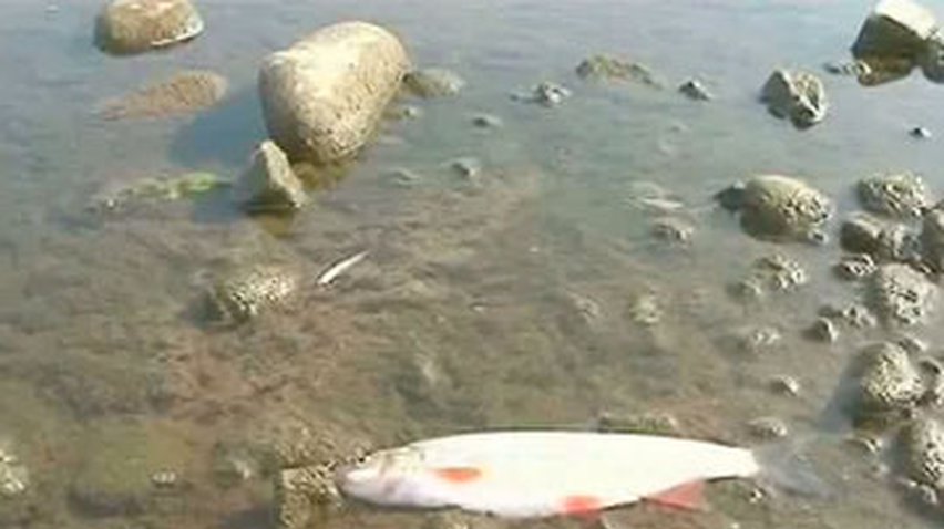 На Прикарпатье массовый мор рыбы