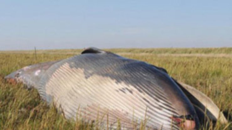 В траве возле английского города Хамбер нашли мертвого кита