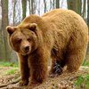 Пенсионер устроил поножовщину с медведем