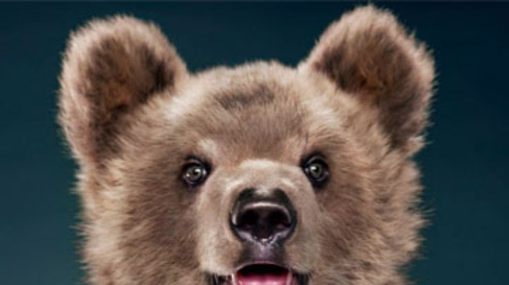 Бурые медведи "поработали" моделями у известного фотографа