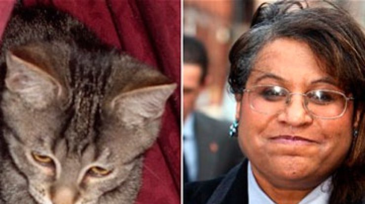 Жена британского депутата украла котенка у любовницы мужа