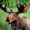 В центре Нижнего Новгорода разгуливал дикий лось