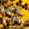 В Судане погибло 11 человек из-за атаки пчел