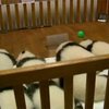 В китайском заповеднике публике представили 12 молодых панд