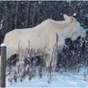 В Норвегии застрелили лося-альбиноса