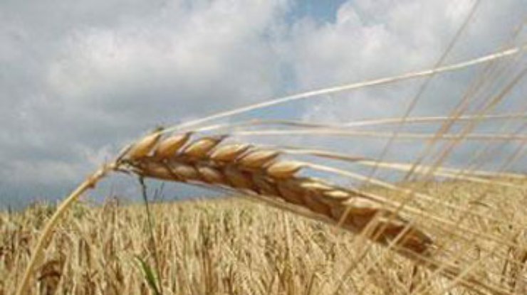 Депутаты отменили пошлину на экспорт пшеницы и кукурузы
