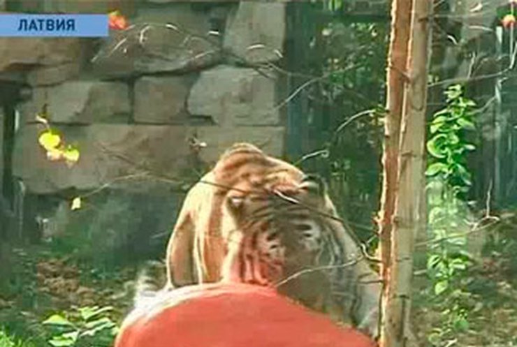 В Риге выбирали лучшую тыкву года