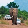 Спящий слон устроил автомобильную пробку в заповеднике