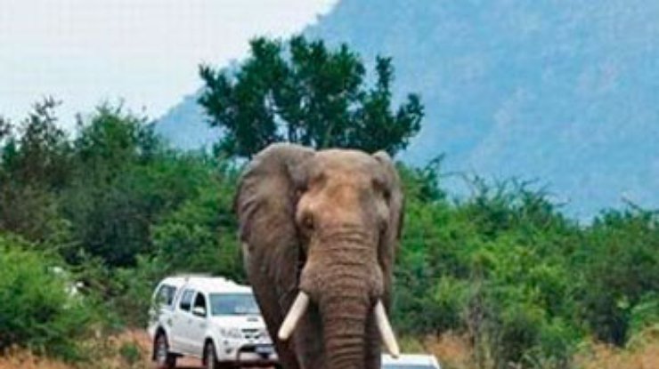 Спящий слон устроил автомобильную пробку в заповеднике