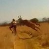 В ЮАР антилопа сбила велогонщика