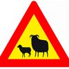 В Москве пастух вывел стадо баранов попастись на шоссе