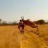 Африканская антилопа сбила велосипедиста во время гонки