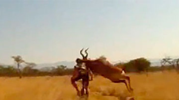 Африканская антилопа сбила велосипедиста во время гонки