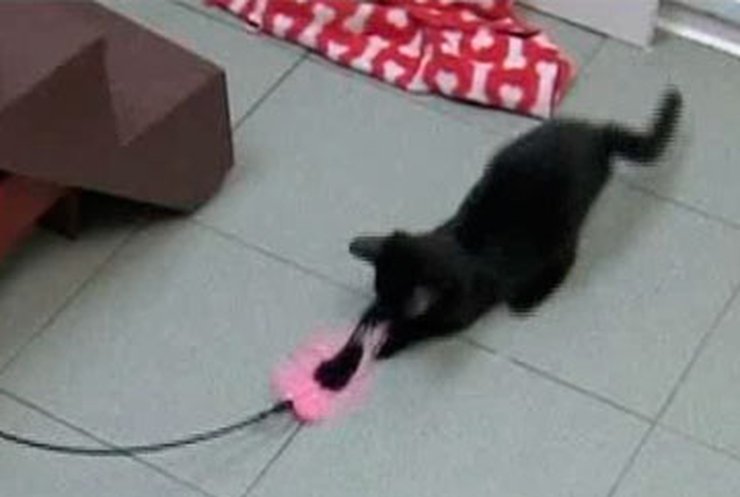 Ученые создали игрушки на дистанционном управлении для котов