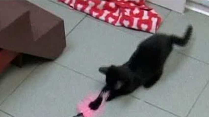 Ученые создали игрушки на дистанционном управлении для котов