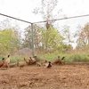 На Житомирщине открыли сезон охоты на фазанов