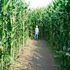 В США семья потерялась в кукурузном лабиринте